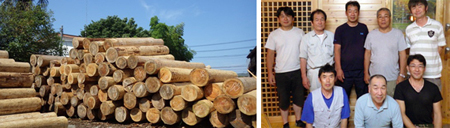 sugi1
